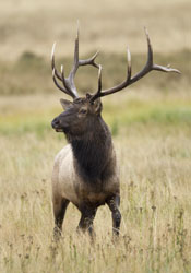 elk